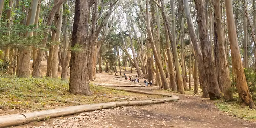 Parking Into the Woods - San Francisco