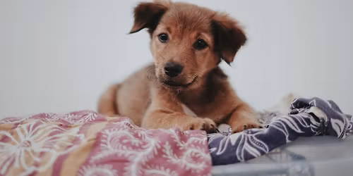 Adoption Event