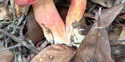 Wild Medicinal Mushroom and Plant ID Walk: Summer Fruits and Fungi