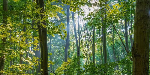 Workshop: Waldbaden im N\u00fcrnberger Reichswald - Auszeit mit allen Sinnen