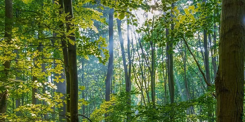 Workshop: Waldbaden im N\u00fcrnberger Reichswald - Auszeit mit allen Sinnen