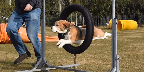 Clubkampioenschap Agility 2026 (ook voor niet-leden)