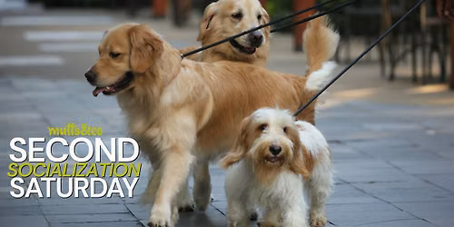 Second Socialization Saturday (Dublin)