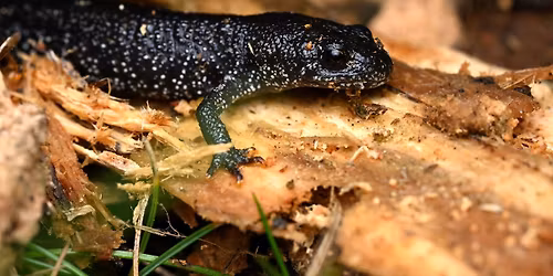 Tur til Sk\u00e6rup Zoo