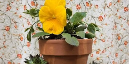 Create a Succulents Broken Pot