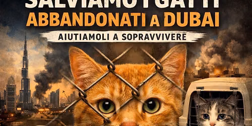 SOS GATTI ABBANDONATI DUBAI