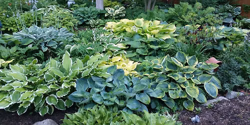 Genesee Valley Hosta Society Plant Sale