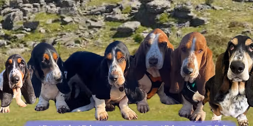 Hollyhounds at Hound Tor 