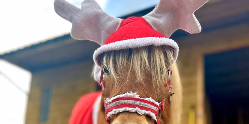 Pony Rides @ St Peters Garden Centre 