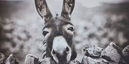 Steak Night at Country Boys Grill