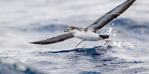 Fall Pelagic-Palm Beach Pelagics 10\/4\/2026