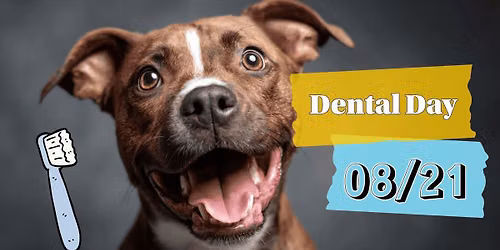 Dental Day!!! Anesthesia-Free Dental Services for Your Pet