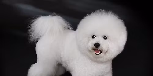 Sittin Pretty Grooming