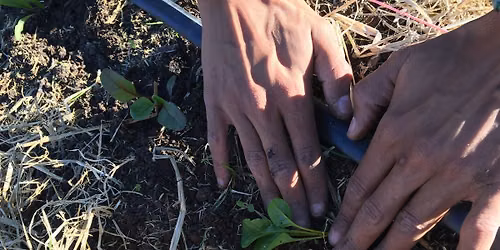 Fall Organic Vegetable Gardening in the Bay Area