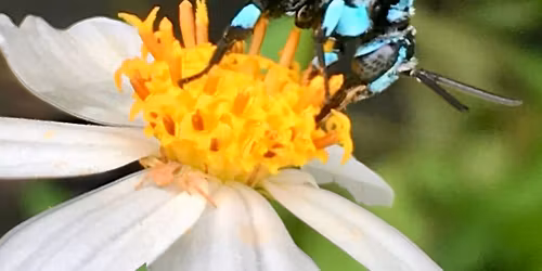 Pollinator Week - Not just Bees! We are going on a Pollinator Hunt in the Botanic Gardens!