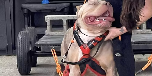 Weight Pull Practice