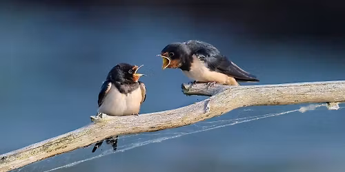 T\u00e9matick\u00fd supervizn\u00ed semin\u00e1\u0159: VZTAH V TERAPII