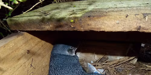 Presentation by the Capital Kiwi Project