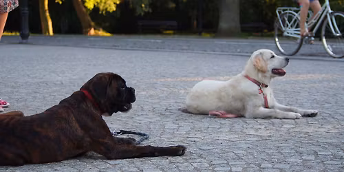 SZCZECIN Prawobrze\u017ce: Kurs Podstawowe Pos\u0142usze\u0144stwo 