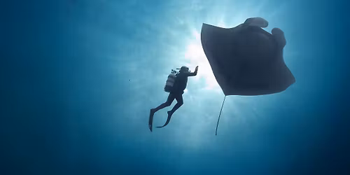 MVEFF: THE LAST DIVE