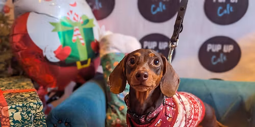  Plymouth - Dashing Dachshund Christmas Tour \ud83c\udf84