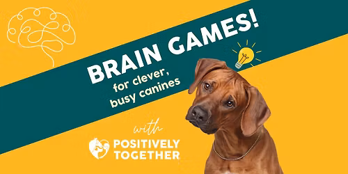 Brain games! Dog training class Katikati