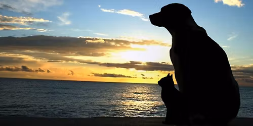 Pet Loss Support Group