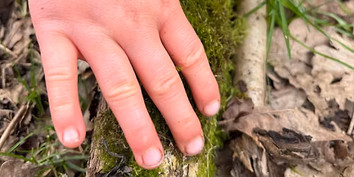 Family Foraging and Nature connection walk