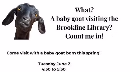Baby Goat Visit