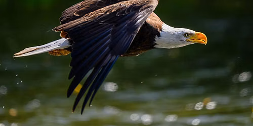 Pause, Look, & Listen: Guided Birding at Idaho Shakespeare Festival