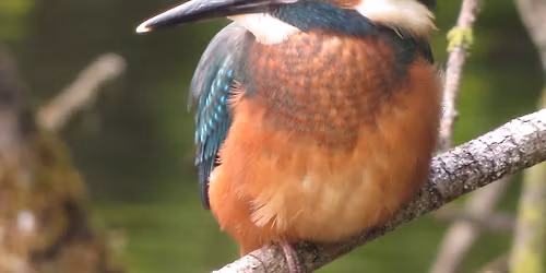 Birds, butterflies and wildflowers of Higher Poynton