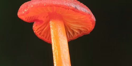 Bryn Ifan fungi walk