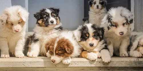 Puppy Pals