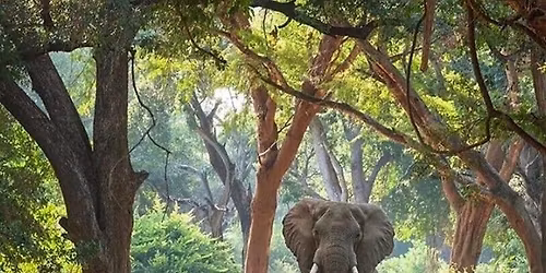 The Return: A South Africa Walking Safari & Yoga Retreat 2026