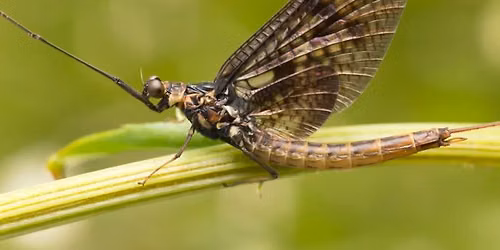 Mayflies, Mosquitoes and Moths, Oh My!