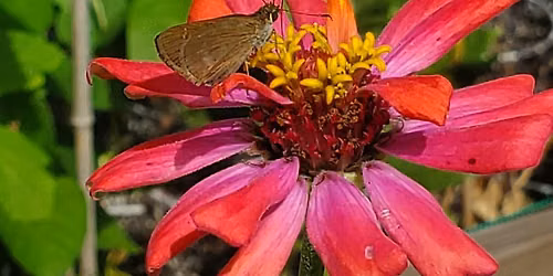 Flower Gardening