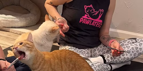 Pilates with Cats! \ud83d\udcaa\ud83d\udc08