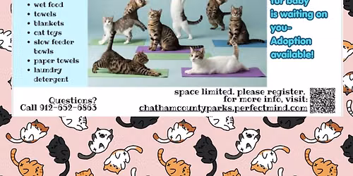 Kitten Yoga