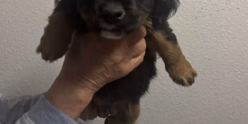 March Puppy Madness!