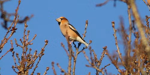 Hawfinch Roost Walk