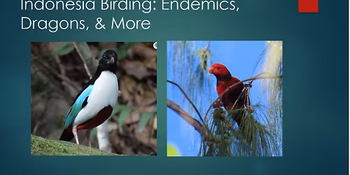 Indonesia Birding: Endemics, Dragons, & More with Dr. Doug Wood