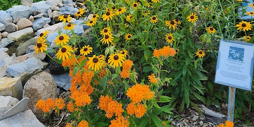 Native Plant Sale