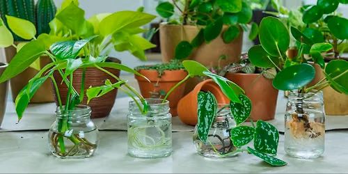 Plant Swap!