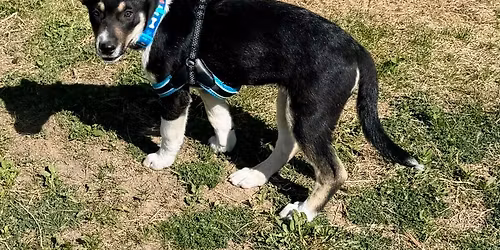 ADOPTION EVENT - Petsmart Highlands Ranch