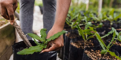 15th July -  Plant Propagation Workshop