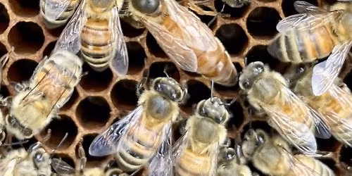 Begin with Bees: A Starter\u2019s Guide to Beekeeping