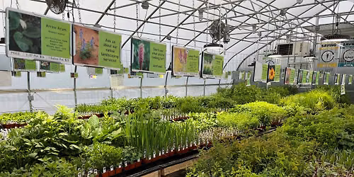 Wild Toledo Native Plant Sales