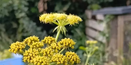Meadowsweet herbs