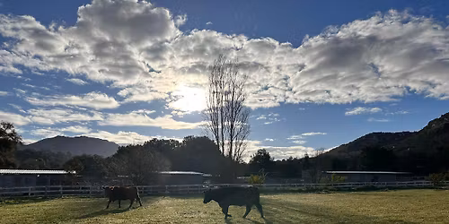 Cardiff Farmer Market