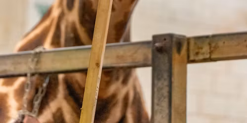 Animal Training Workshop May 2026